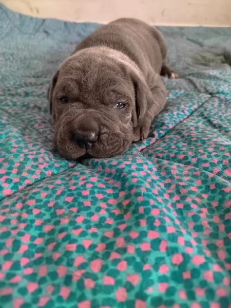 Cuccioli Cane Corso con Pedigree | Foto 0