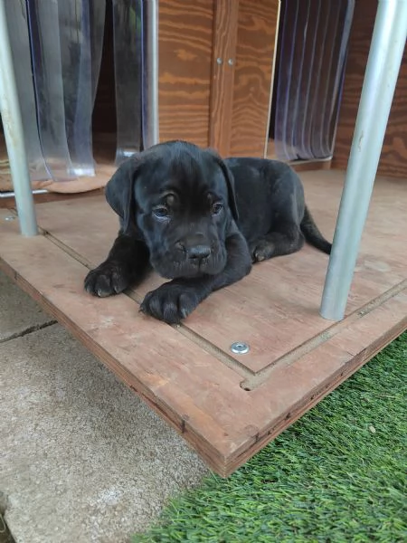 Cuccioli Cane Corso con Pedigree | Foto 1