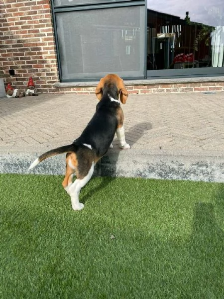 Regalo beagle maschio e femmina appena nati | Foto 2