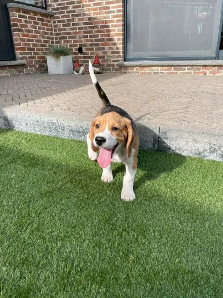 Regalo beagle maschio e femmina appena nati | Foto 0