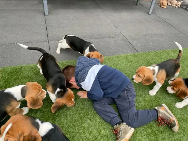 Regalo beagle maschio e femmina appena nati