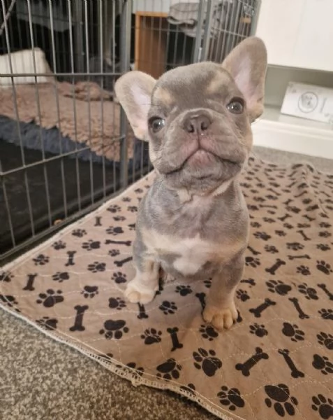 Regalo cuccioli di bulldog francese maschi e femmine appena nati