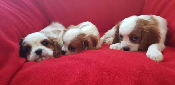 Regalo Cavalier King maschio e femmina appena nati | Foto 1