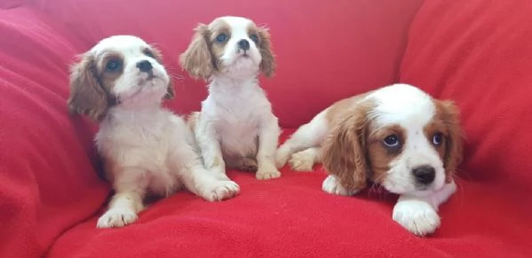 Regalo Cavalier King maschio e femmina appena nati