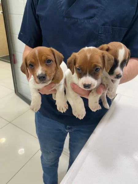 Regalo Jack Russel maschio e femmina appena nati