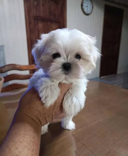 Regalo Maltese maschio e femmina appena nati | Foto 2