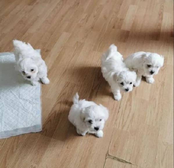 Regalo Maltese maschio e femmina appena nati