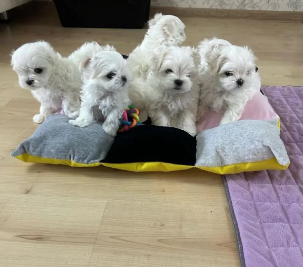 Regalo Maltese maschio e femmina appena nati | Foto 1
