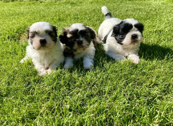 Regalo cuccioli di Shitzu maschi e femmine appena nati