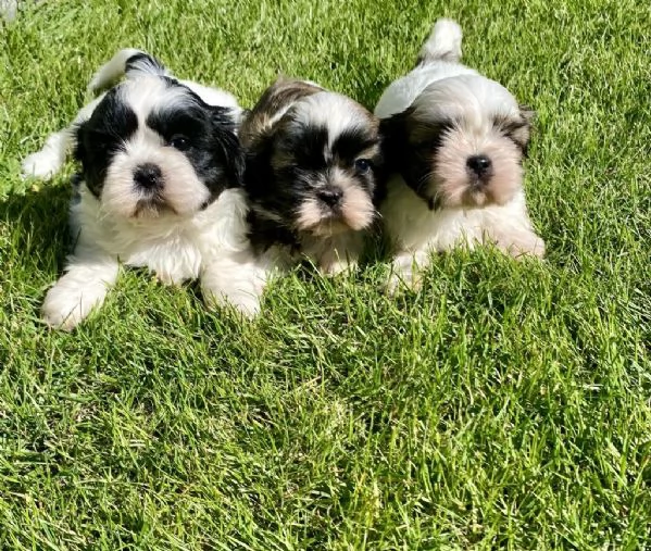Regalo cuccioli di Shitzu maschi e femmine appena nati | Foto 1