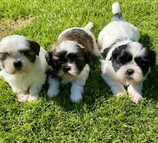 Regalo cuccioli di Shitzu maschi e femmine appena nati | Foto 0