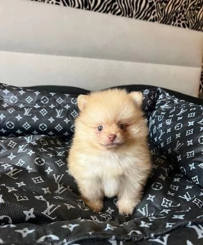 Regalo cuccioli di Pomerania maschi e femmine appena nati | Foto 1