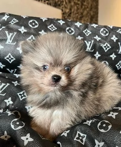 Regalo cuccioli di Pomerania maschi e femmine appena nati | Foto 0