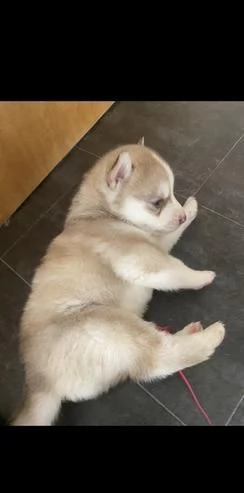 Regalo Husky maschio e femmina appena nati | Foto 2
