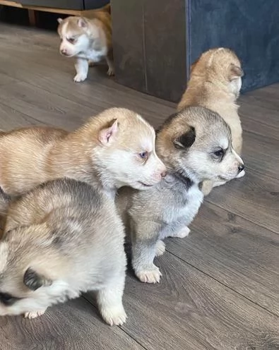 Regalo Husky maschio e femmina appena nati