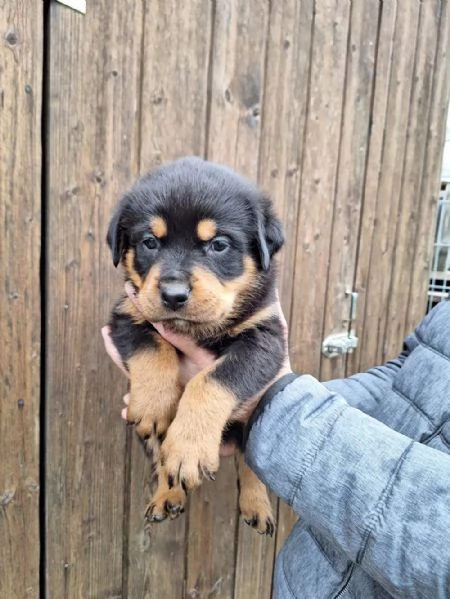 Regalo Rottweiler maschio e femmina appena nati | Foto 0