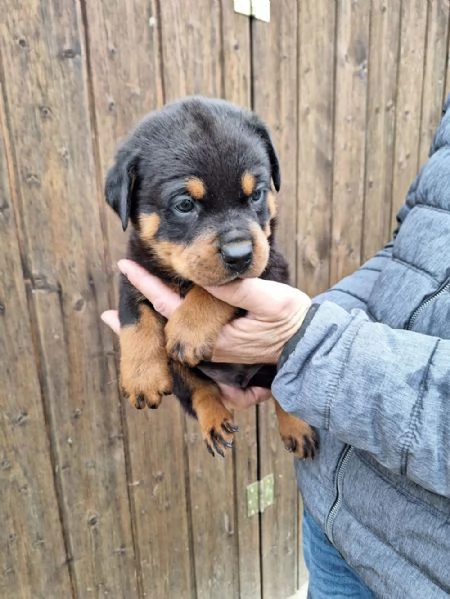 Regalo Rottweiler maschio e femmina appena nati