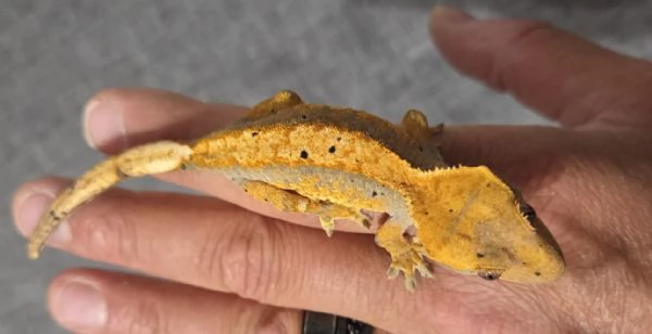 Geco Ciliatus di 8 mesi