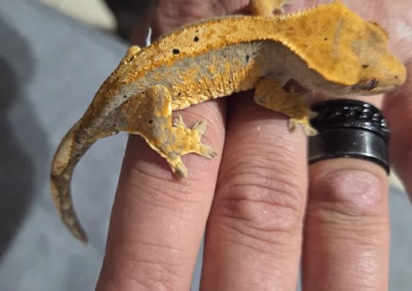 Geco Ciliatus di 8 mesi | Foto 4