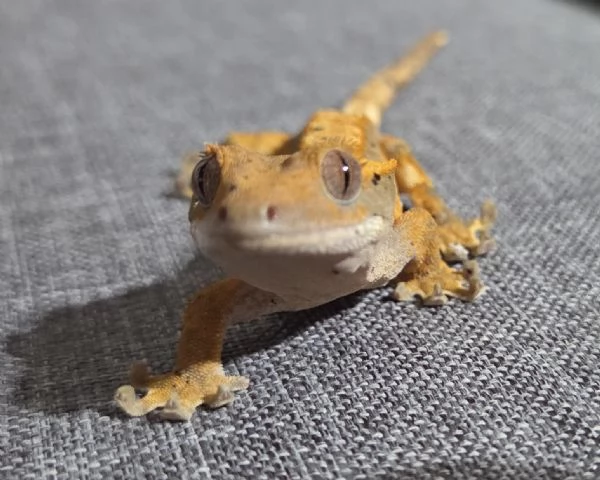 Geco Ciliatus di 8 mesi | Foto 3