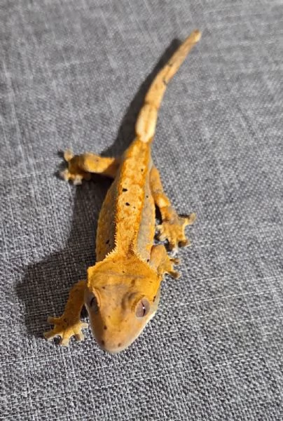 Geco Ciliatus di 8 mesi | Foto 2