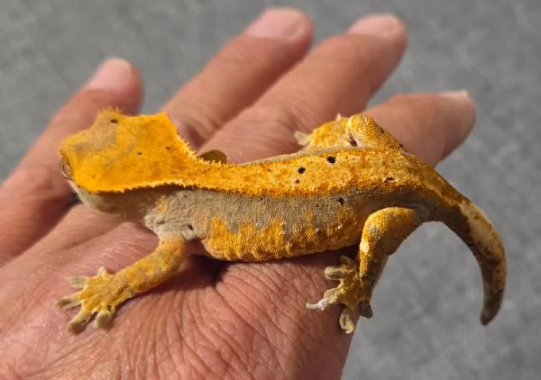 Geco Ciliatus di 8 mesi | Foto 1