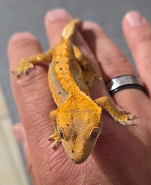 Geco Ciliatus di 8 mesi | Foto 0