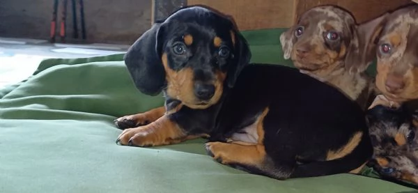 Cucciolo bassotto