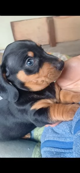 Cucciolo bassotto | Foto 0