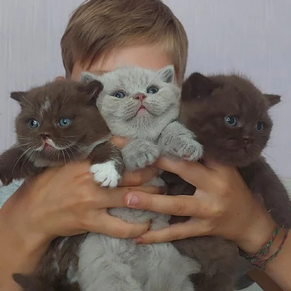 Gattini British Shorthair con pedigree