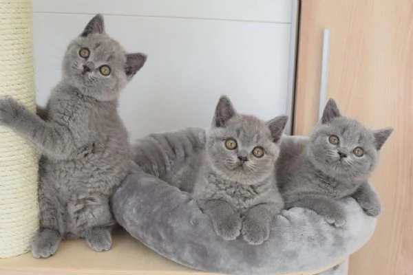 Cuccioli di gattini British Shorthair