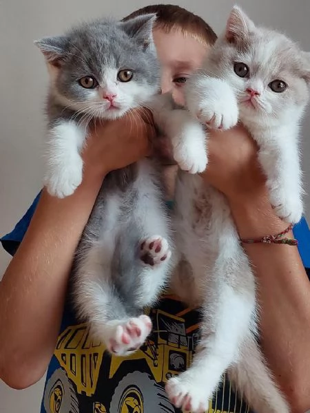 Gattini British Shorthair