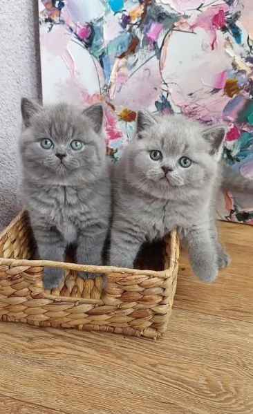 Gatto gattini Gatto gattini British Shorthair 