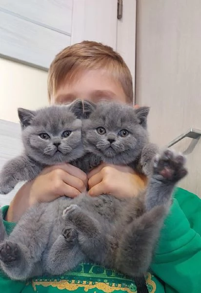 Gattini British Shorthair con pedigree