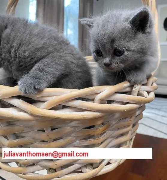British Shorthair