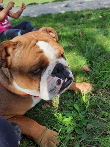 REGALASI BELLISSIMA BULLDOG INGLESE