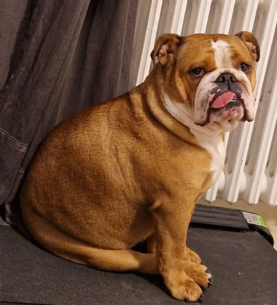 REGALASI BELLISSIMA BULLDOG INGLESE | Foto 1