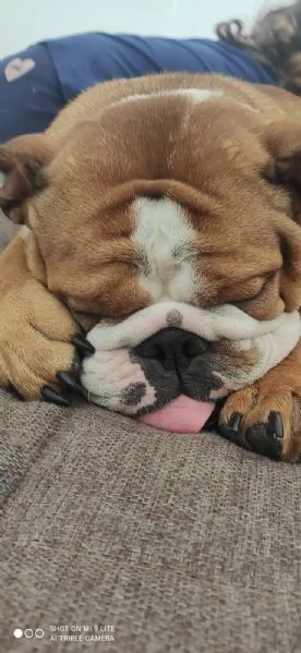 REGALASI BELLISSIMA BULLDOG INGLESE | Foto 0