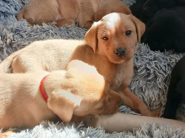 Labrador retriever