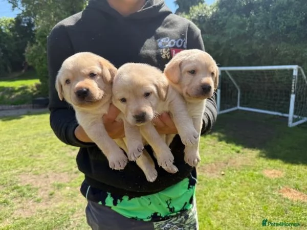  Labrador retriever