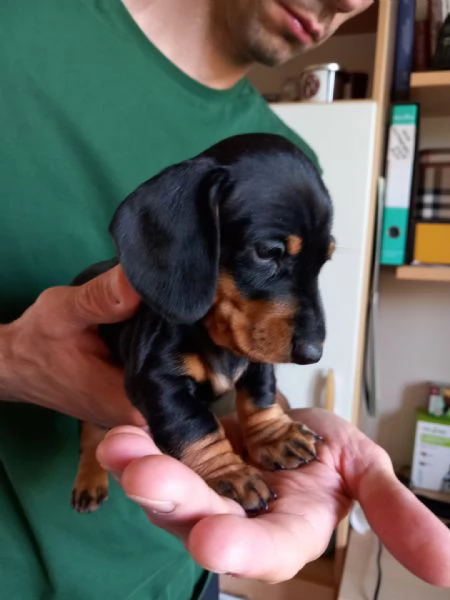Bassotti  cuccioli con pedigree