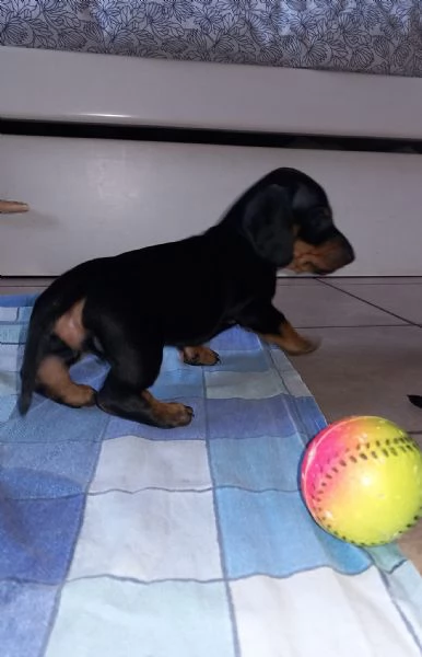 Bassotti  cuccioli con pedigree | Foto 1
