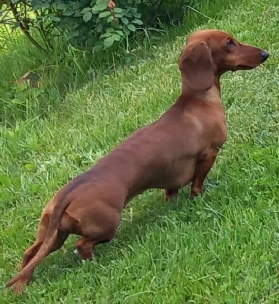 Bassotti  cuccioli con pedigree | Foto 0