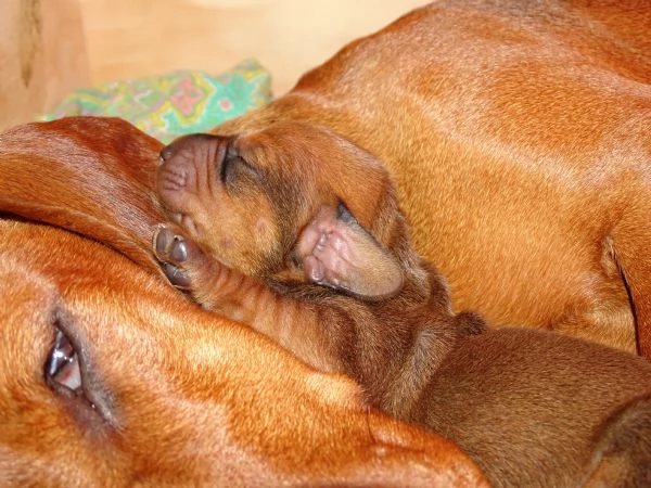 Cucciolo Bassotto femmina | Foto 1