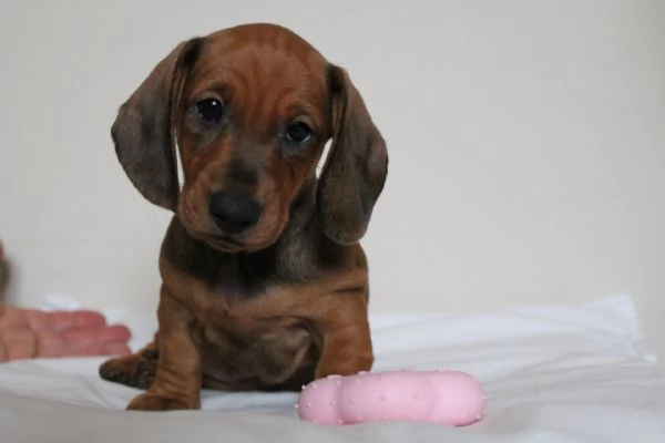 Cucciolo Bassotto femmina