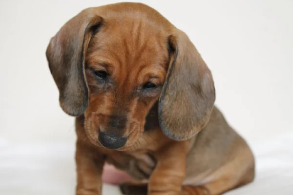 Cucciolo Bassotto femmina | Foto 0