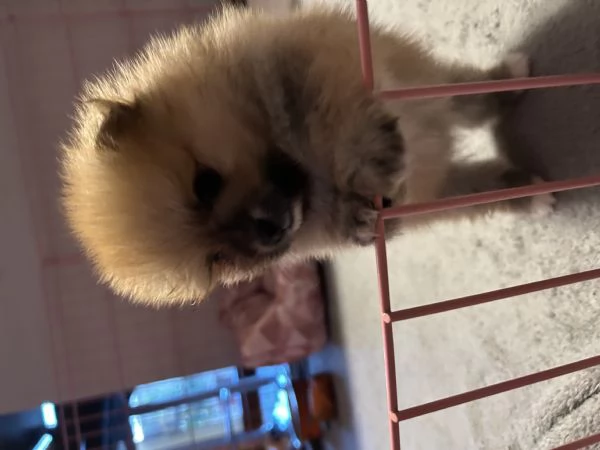 Cucciolo
