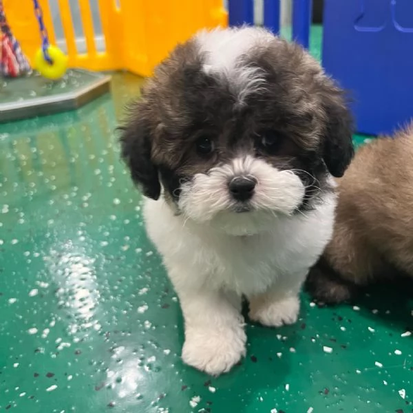 cucciolo in cerca di adozione