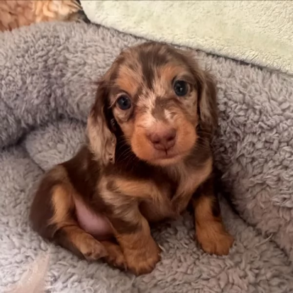 cucciolo in cerca di adozione | Foto 0