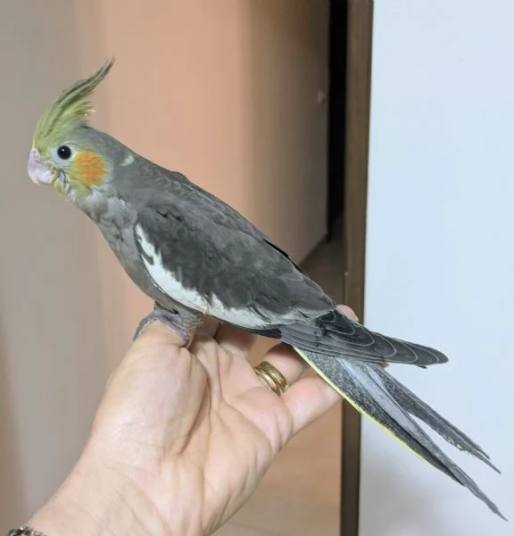 Calopsite allevate a mano